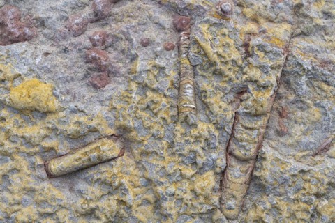 Orthoceras