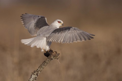 Black-winged kite