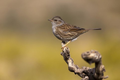 Dunnock