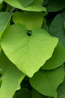 Leaf of a dutchman's pipe