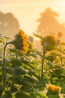 Sunflowers at sunrise, Gechingen, Germany, Europe
