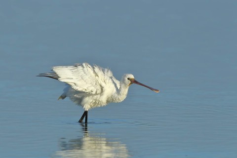 Eurasian spoonbill