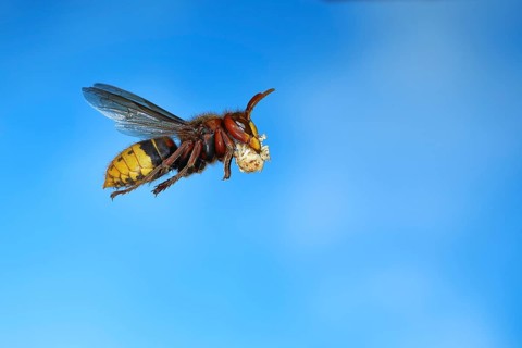 European hornet