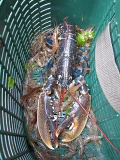 Breton lobster and shrimps in a fishing basket