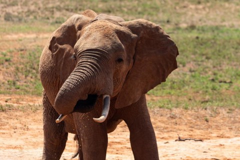 An elephant at the waterhole in the savannah of East Africa, red elephants in Tsavo West National Park, Kenya, Africa