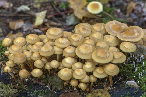 Fungi