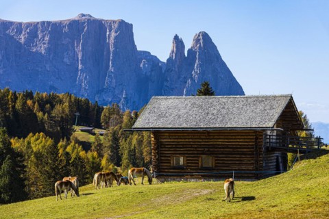 Alpine huts and grazing Haflinger horses