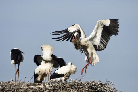 White Stork