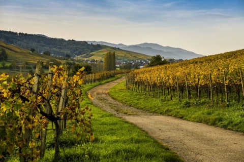 Village and autumn coloured vineyards, sunrise, Pfaffenweiler, near Freiburg im Breisgau, Markgraeflerland, Black Forest, Baden-Wuerttemberg, Germany, Europe