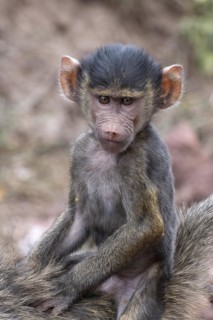 Olive baboon