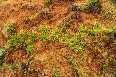 Colourful vegetation at La Soufriere volcano, Basse-Terre, Guadeloupe, France, North America