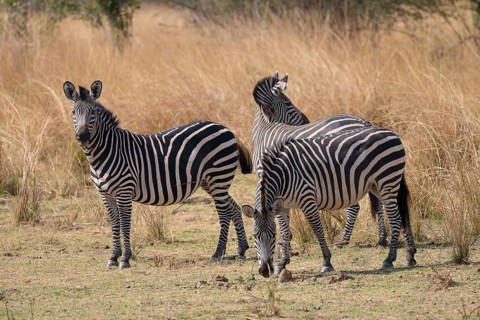 Plains Zebra of the subspecies crawshay's zebra