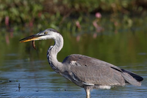 Grey heron
