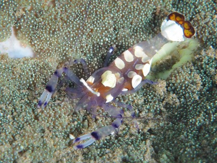 Peacock-eyed anemone shrimp