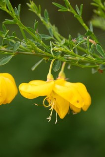 Common broom
