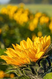 Sunflowers at sunrise, Gechingen, Germany, Europe