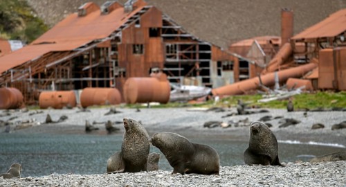 Sea Bears off South Georgia Whaling Station Stromness Bay