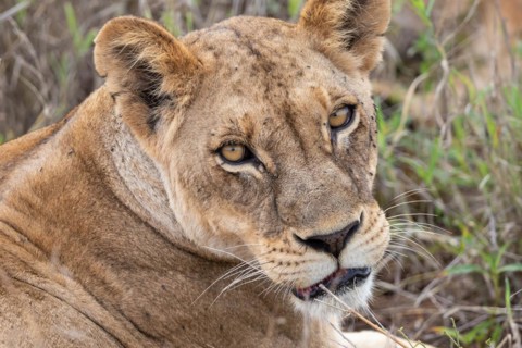 Lioness, animal portrait, Taita Hills Wildlife Sanctuary, Kenya, Africa