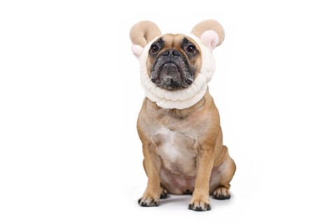 Sitting French Bulldog dog wearing fluffy cute sheep ears and horns headband costume