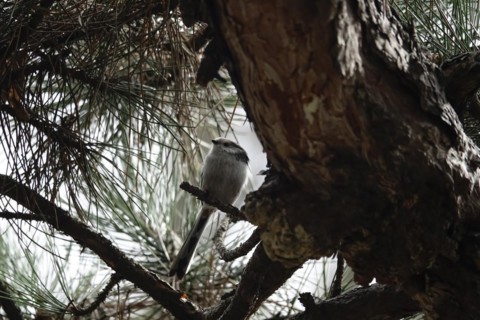 Long-tailed tit