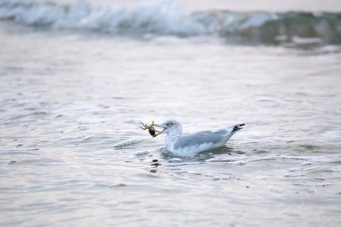 European herring gull
