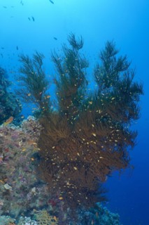 Black bushy black coral