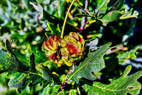 Red knob gall of the knob gall wasp