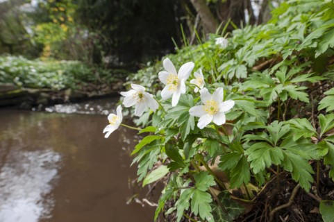 Wood anemone