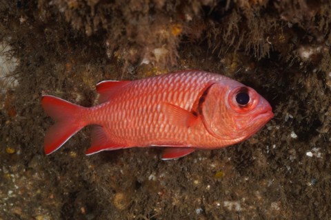 White fringed soldierfish