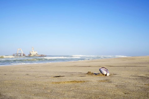 Closeup of Mussel shell on the beach with beautiful scenery background of the abandoned shipwreck, the stranded Zeila vessel. Swakopmund, Namibia, Africa