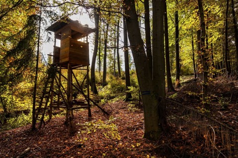 Autumn, raised hide, deciduous forests near Diez, Rhineland-Palatinate