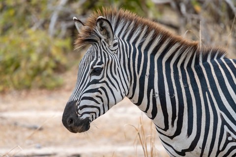 Plains Zebra of the subspecies crawshay's zebra
