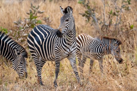Plains Zebra of the subspecies crawshay's zebra