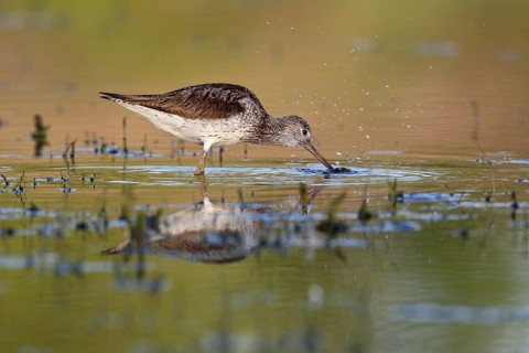 Common greenshank