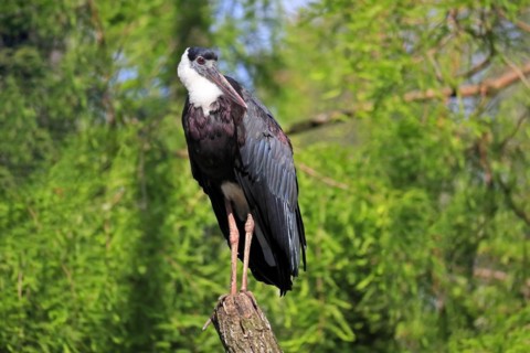 Asian Woolly-necked Stork