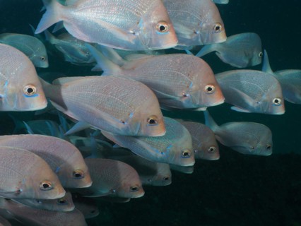 Group, shoal of Slinger sea bream