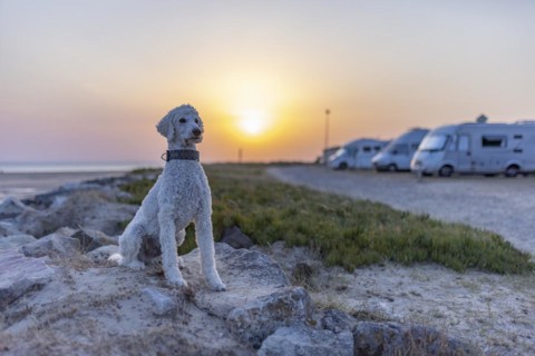 Dog, white king poodle sitting on a rock at sunset on a camper site by the sea, Portbail, Normandy, France, Europe