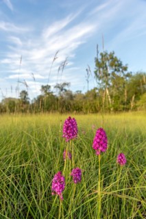 Pyramidal orchid in a meadow in spring. Alsace, France, Europe