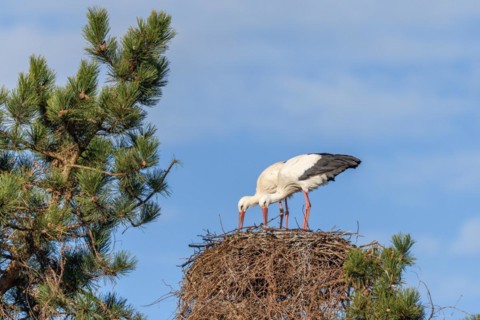 Pair of white stork