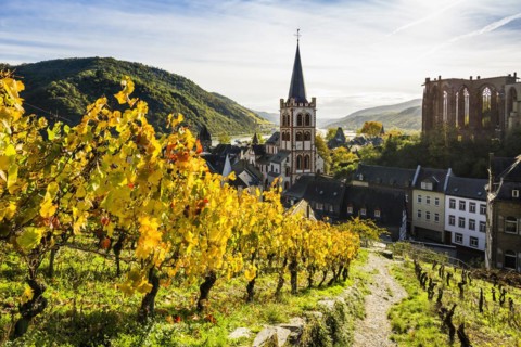 Vineyards and town, St. Peters Parish Church and the ruined Werner Chapel, Bacharach, Upper Middle Rhine Valley, UNESCO World Heritage Site, Rhine, Rhineland-Palatinate, Germany, Europe