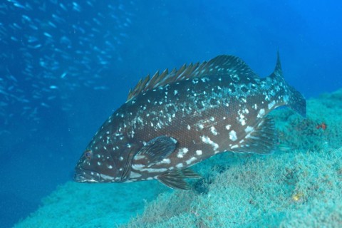 Dusky grouper