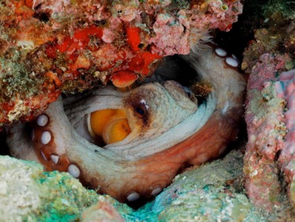 Portrait of common octopus