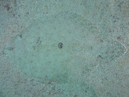 Well camouflaged peacock flounder