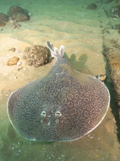Variable gulf torpedo