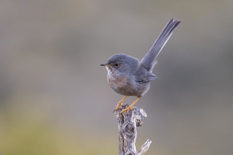 Dartford warbler