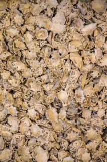 Same type of sea shells collected for decorative purposes