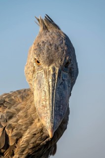 Shoebill