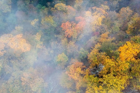 Foggy atmosphere, autumnal forest, aerial view, Thayatal, Hardegg, Lower Austria, Austria, Europe