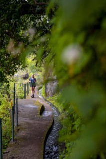 Hiker on Levada do Moinho, Ponta do Sol, Madeira, Portugal, Europe