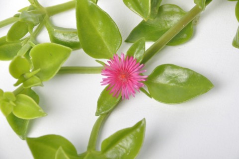 Green succulent leaves and small pink flowers of iceplant